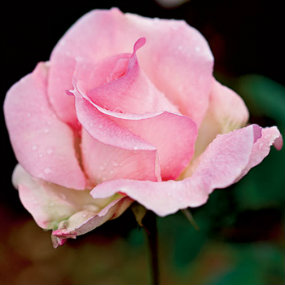 Pale Pink Rose Tiffany 